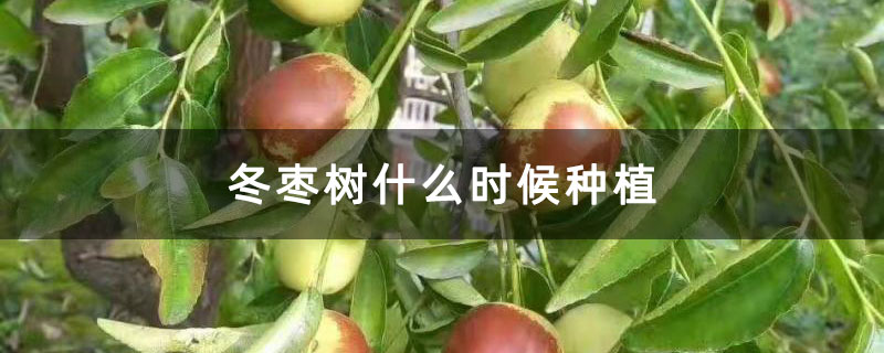 冬枣树什么时候种植