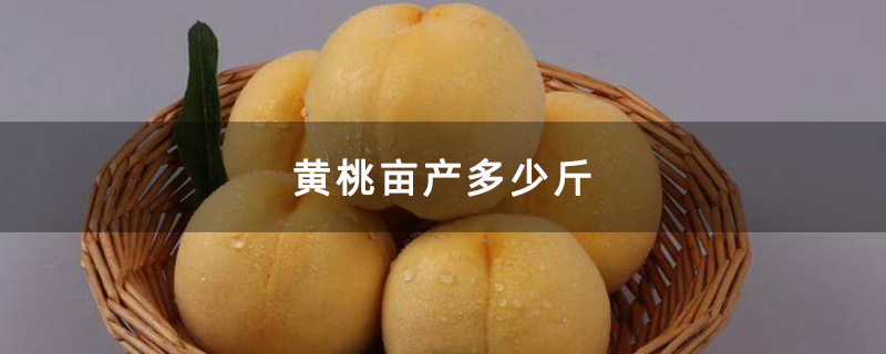黄桃亩产多少斤