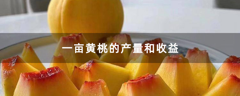 一亩黄桃的产量和收益