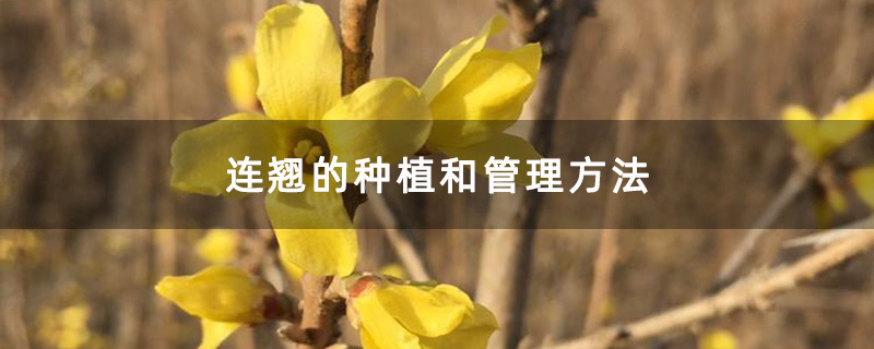 连翘的种植和管理方法