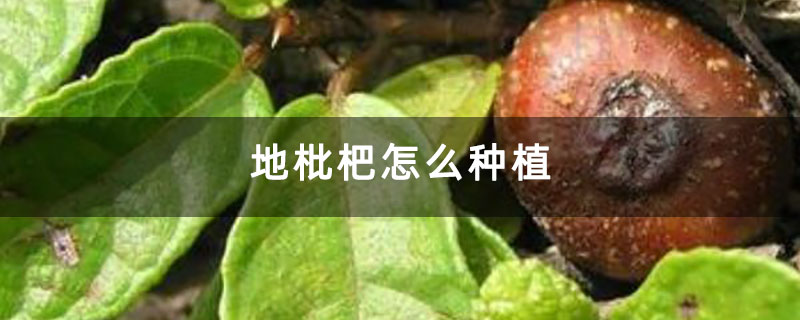 地枇杷怎么种植 地枇杷怎么种植