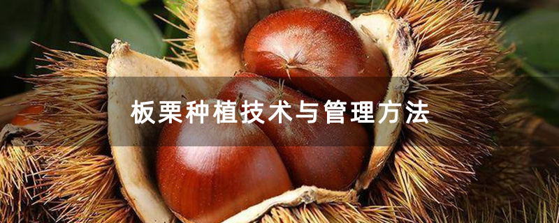 成熟的板栗