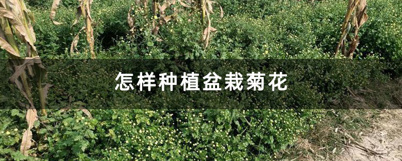 怎样种植盆栽菊花
