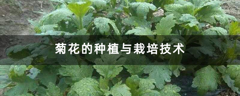 菊花的种植与栽培技术 菊花的种植与栽培技术