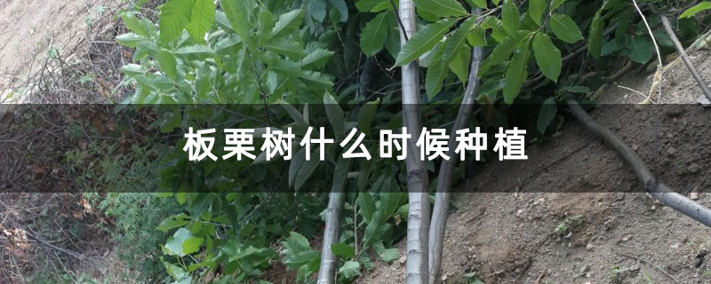 板栗树什么时候种植 板栗树什么时候种植