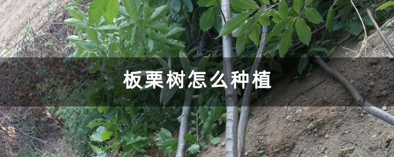 板栗树怎么种植