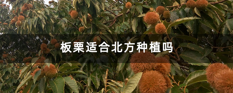 板栗适合北方种植吗 板栗适合北方种植吗