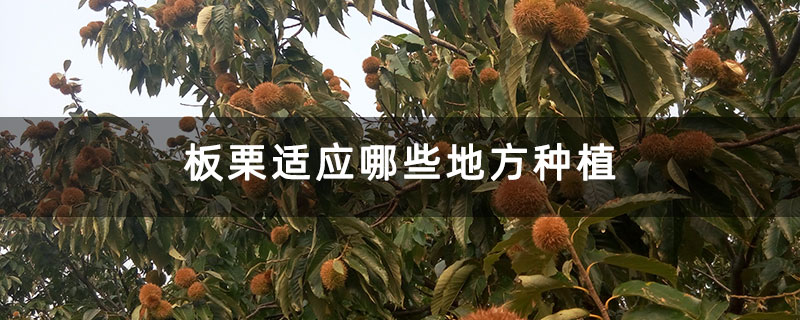 板栗适应哪些地方种植