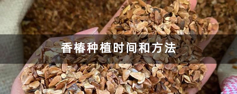 香椿种植时间和方法