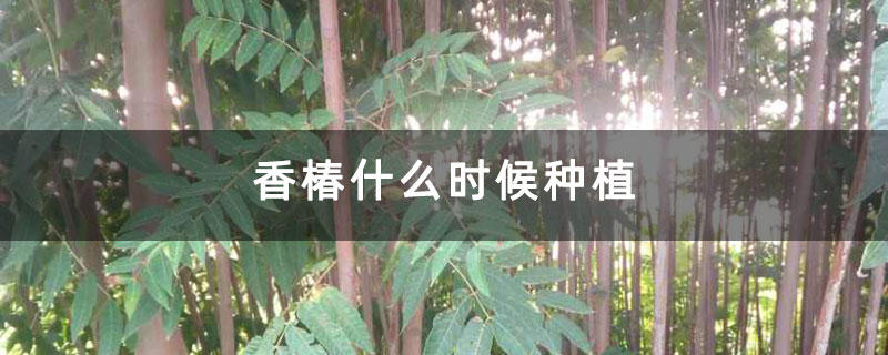 香椿什么时候种植