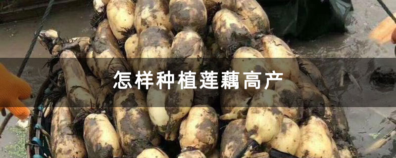 怎样种植莲藕高产 怎样种植莲藕高产