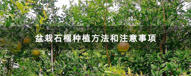 盆栽石榴种植方法和注意事项
