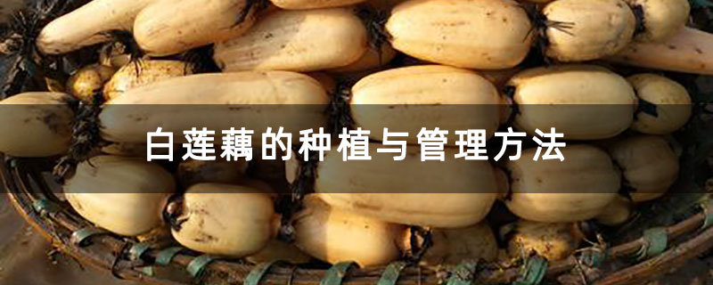 白莲藕的种植与管理方法