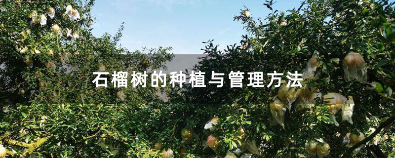 石榴树的种植与管理方法