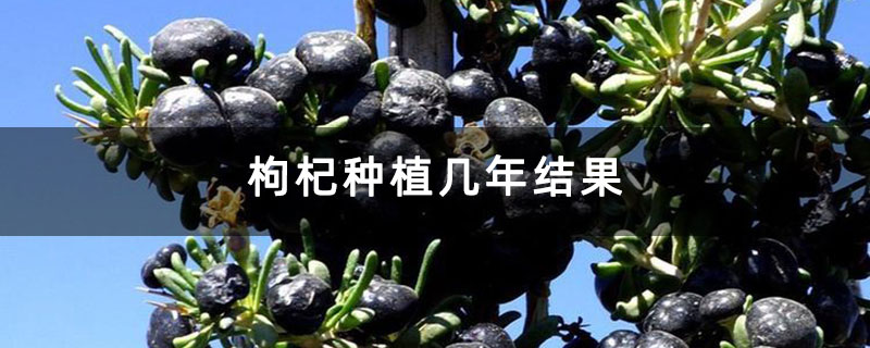 枸杞种植几年结果