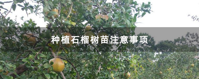 石榴园