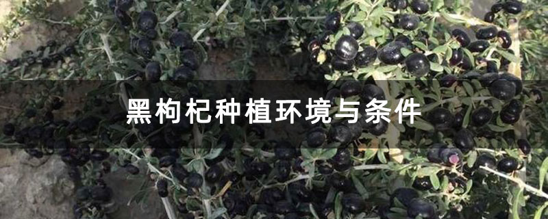 黑枸杞种植环境与条件