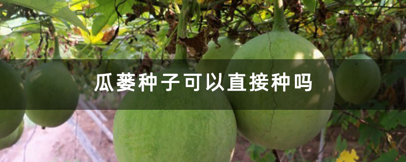 瓜蒌种子可以直接种吗