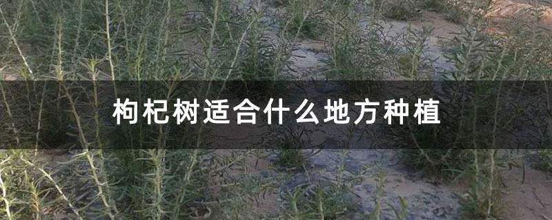 枸杞树适合什么地方种植