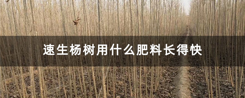 速生杨树用什么肥料长得快 速生杨树用什么肥料长得快