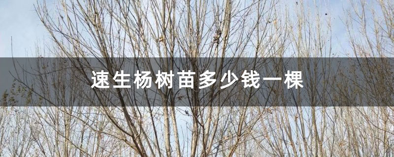 速生杨树苗多少钱一棵 速生杨树苗多少钱一棵