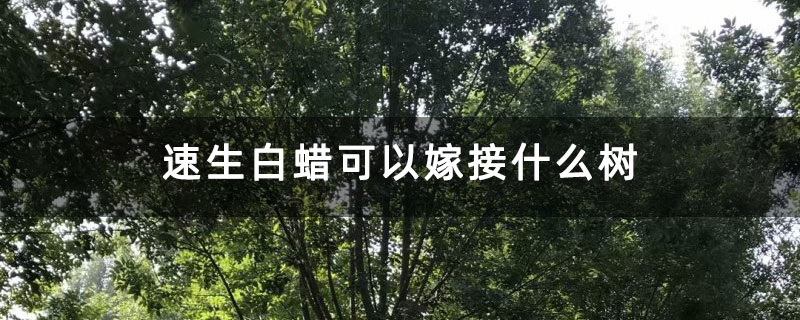 速生白蜡可以嫁接什么树