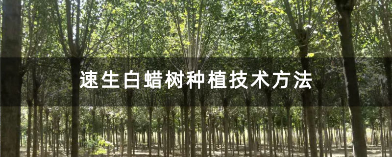 速生白蜡树种植技术方法
