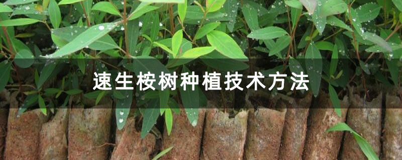 速生桉树种植技术方法