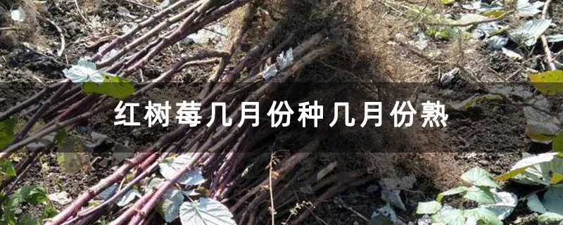 红树莓几月份种几月份熟