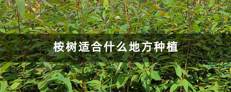 桉树适合什么地方种植