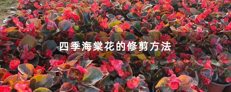 四季海棠花的修剪方法