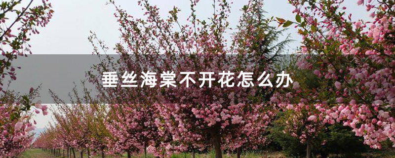 垂丝海棠花