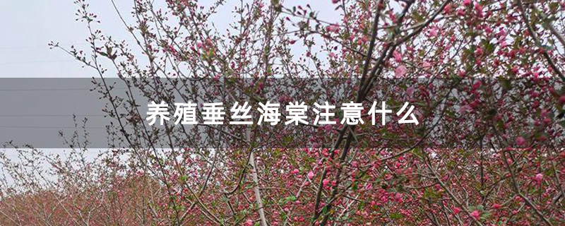 养殖垂丝海棠注意什么