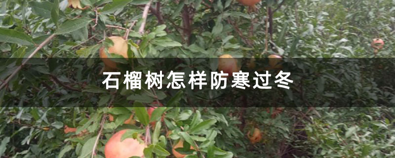 石榴树怎样防寒过冬