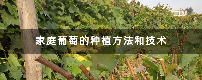家庭葡萄的种植方法和技术.jpg