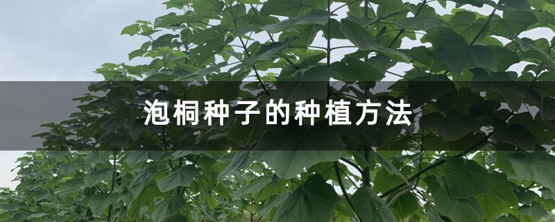 泡桐种子的种植方法
