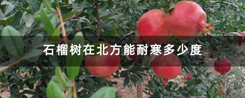 石榴树在北方能耐寒多少度 石榴树在北方能耐寒多少度