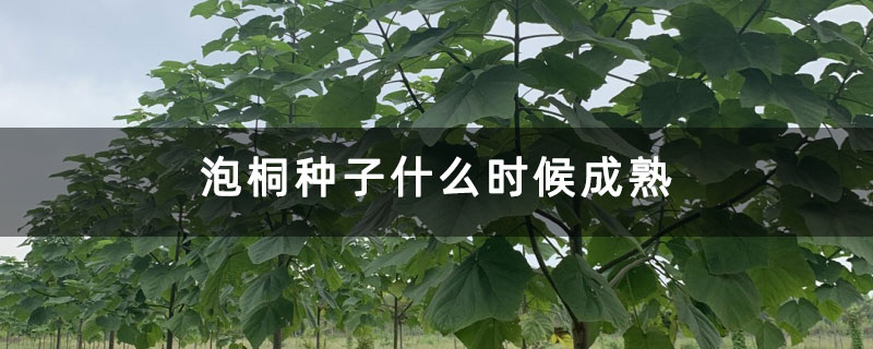 泡桐种子什么时候成熟
