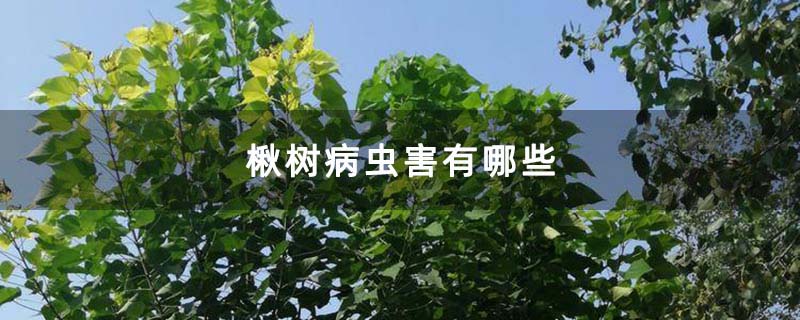 楸树苗圃