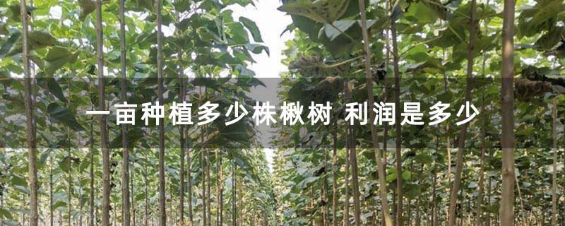 一亩种植多少株楸树 利润是多少