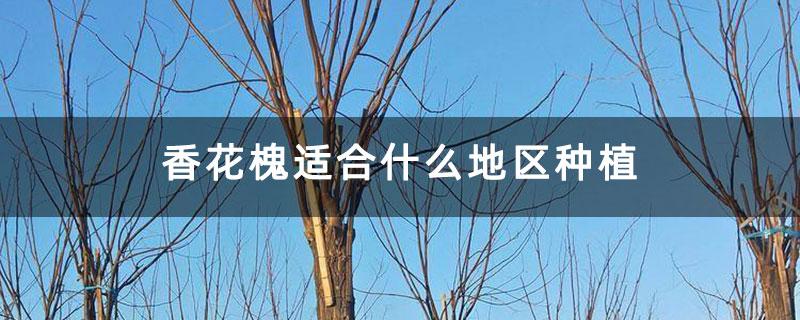 香花槐适合什么地区种植