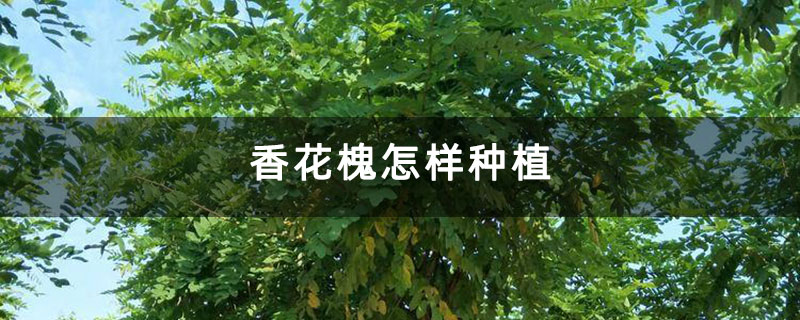 香花槐怎样种植