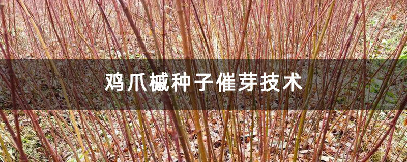 鸡爪槭种子催芽技术
