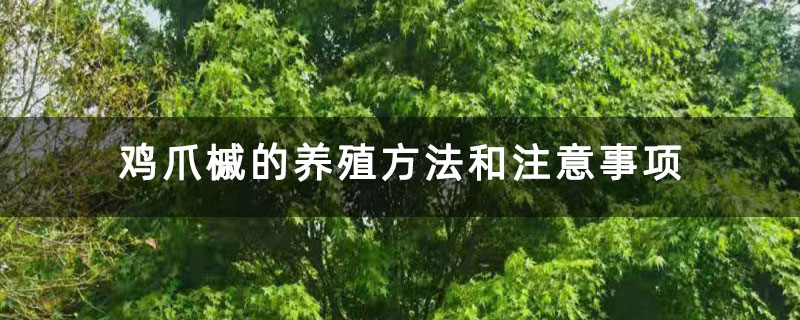 鸡爪槭的养殖方法和注意事项