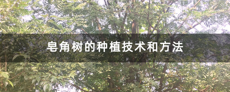 皂角树的种植技术和方法