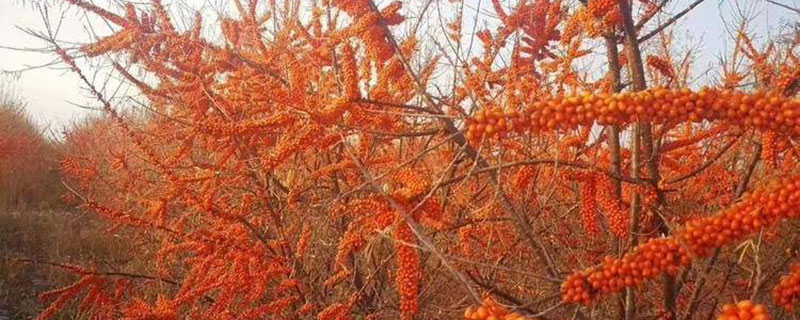 沙石地适合种什么植物 沙石地适合种什么植物