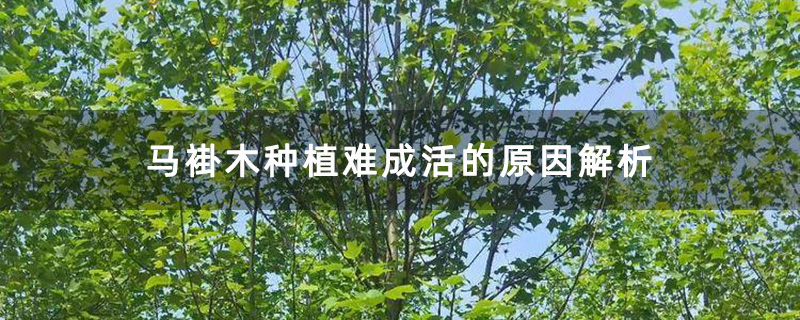 马褂木种植难成活的原因解析