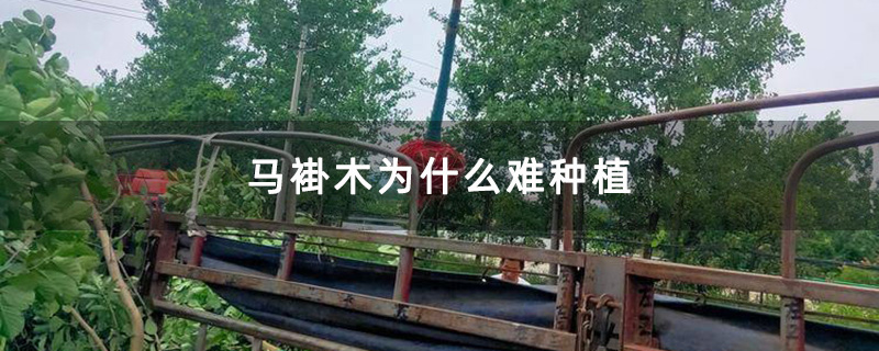 马褂木为什么难种植