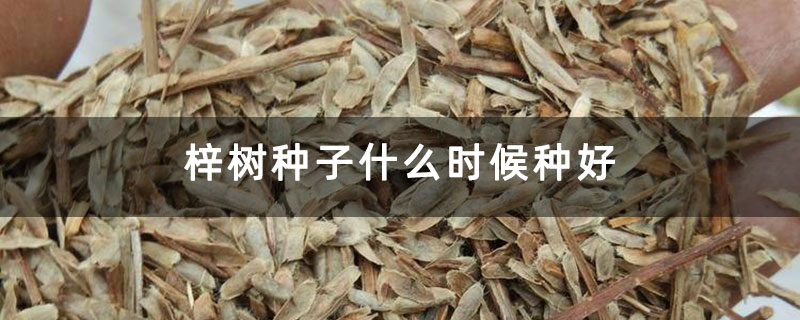 梓树种子什么时候种好