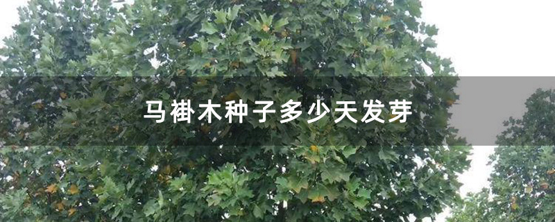 马褂木种子多少天发芽
